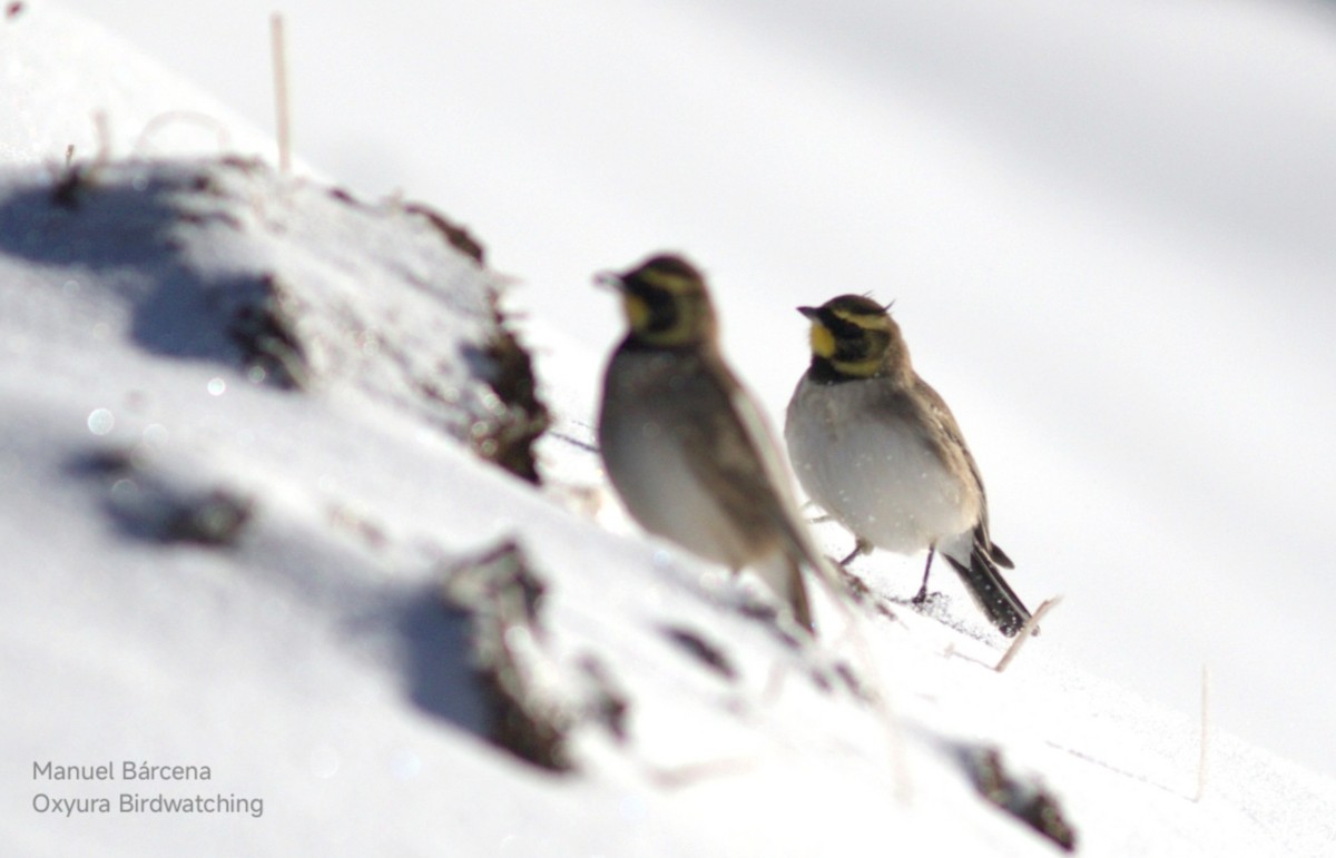 Horned Lark (Atlas) - ML646699149