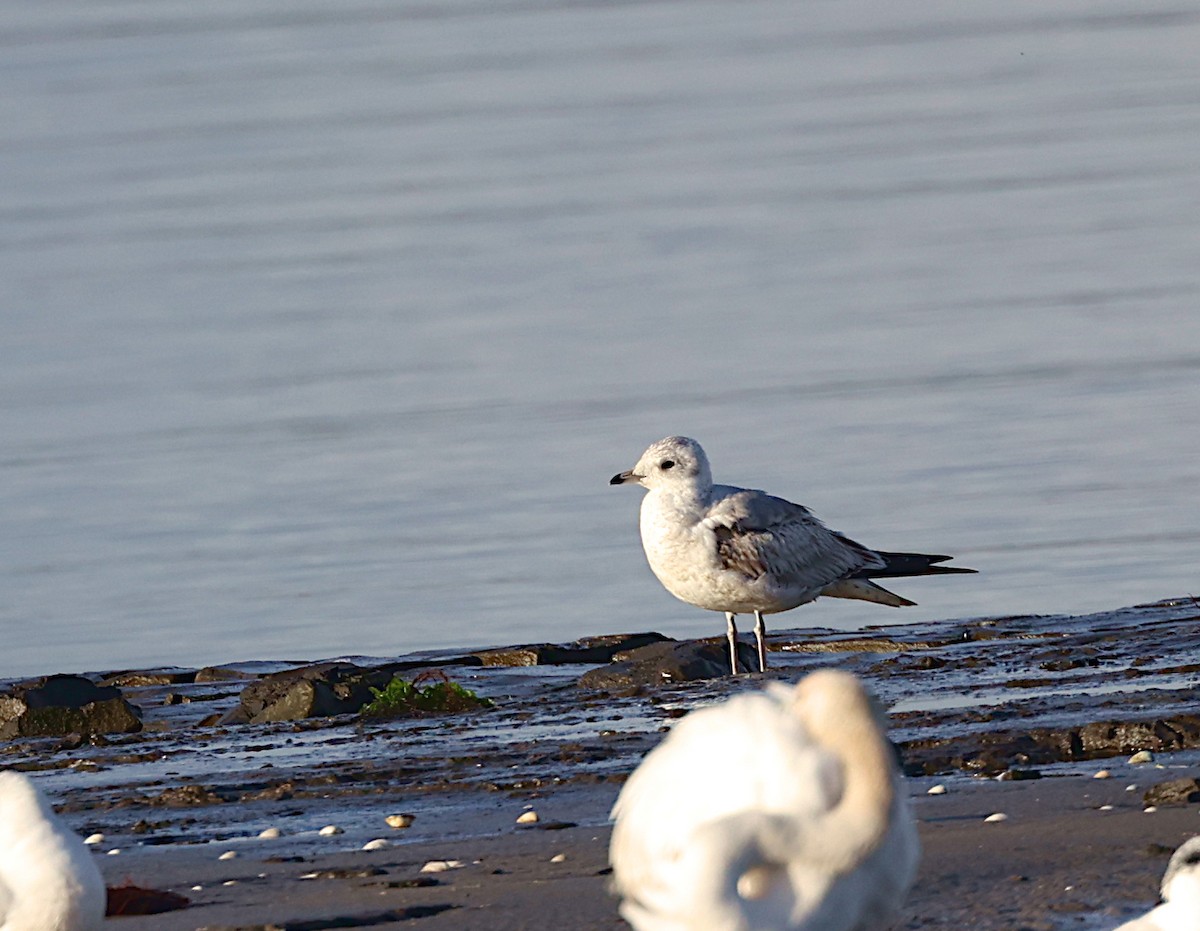 Common Gull - ML646699151