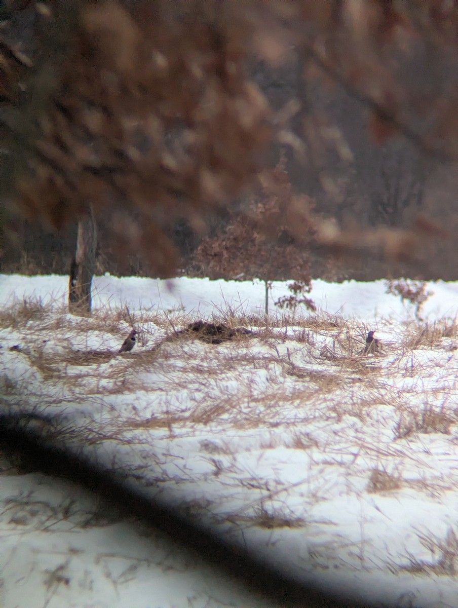 Northern Flicker - ML646699153