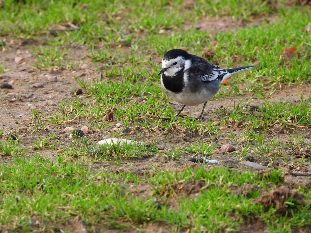 White Wagtail (British) - ML646699154