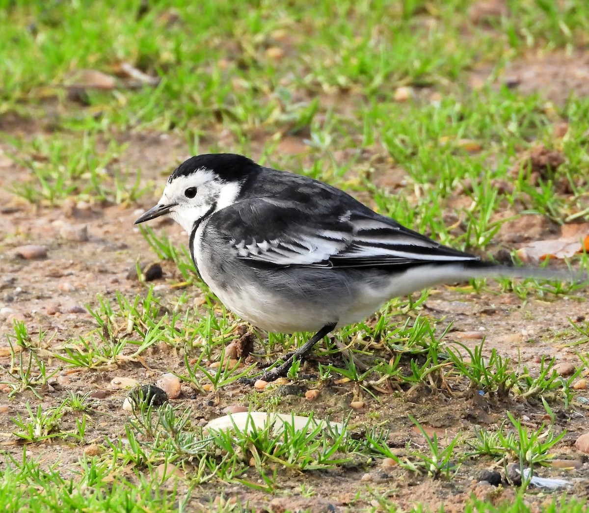 White Wagtail (British) - ML646699155