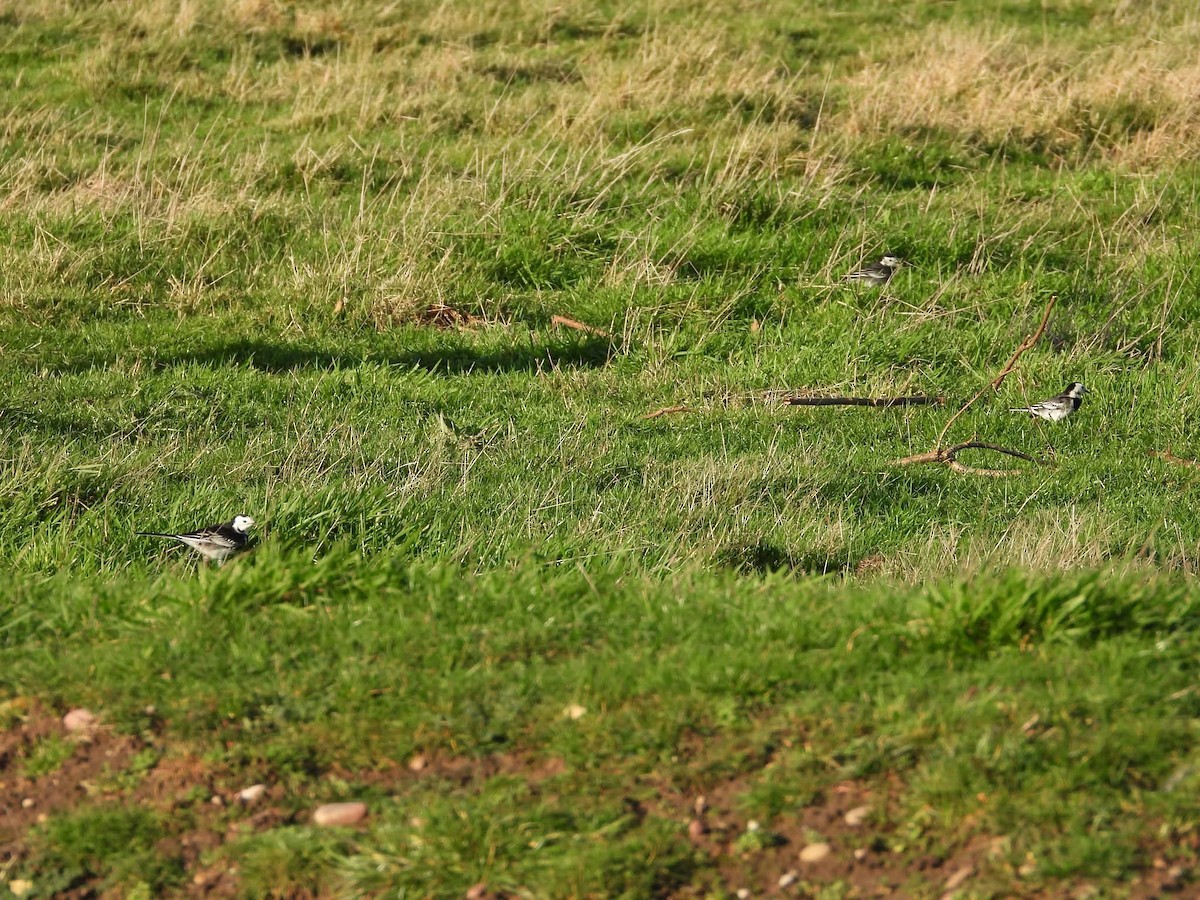 White Wagtail (British) - ML646699156