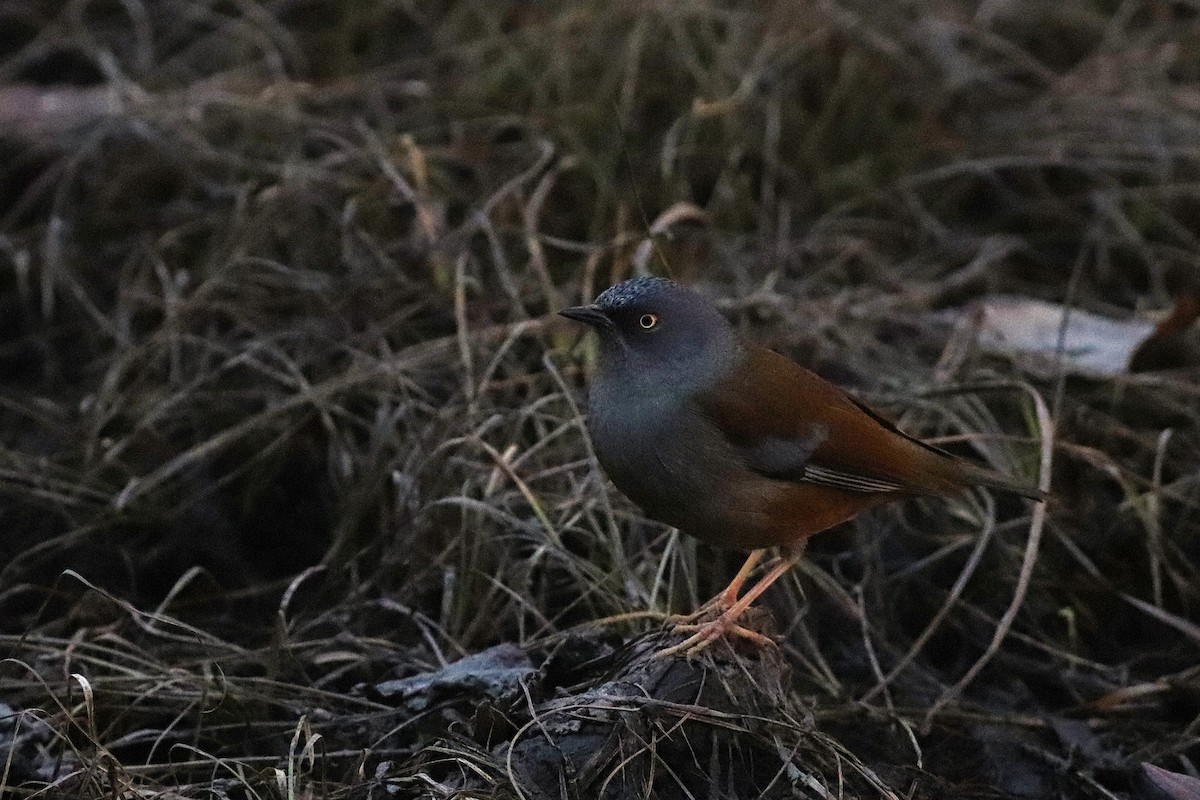 Maroon-backed Accentor - ML646699161