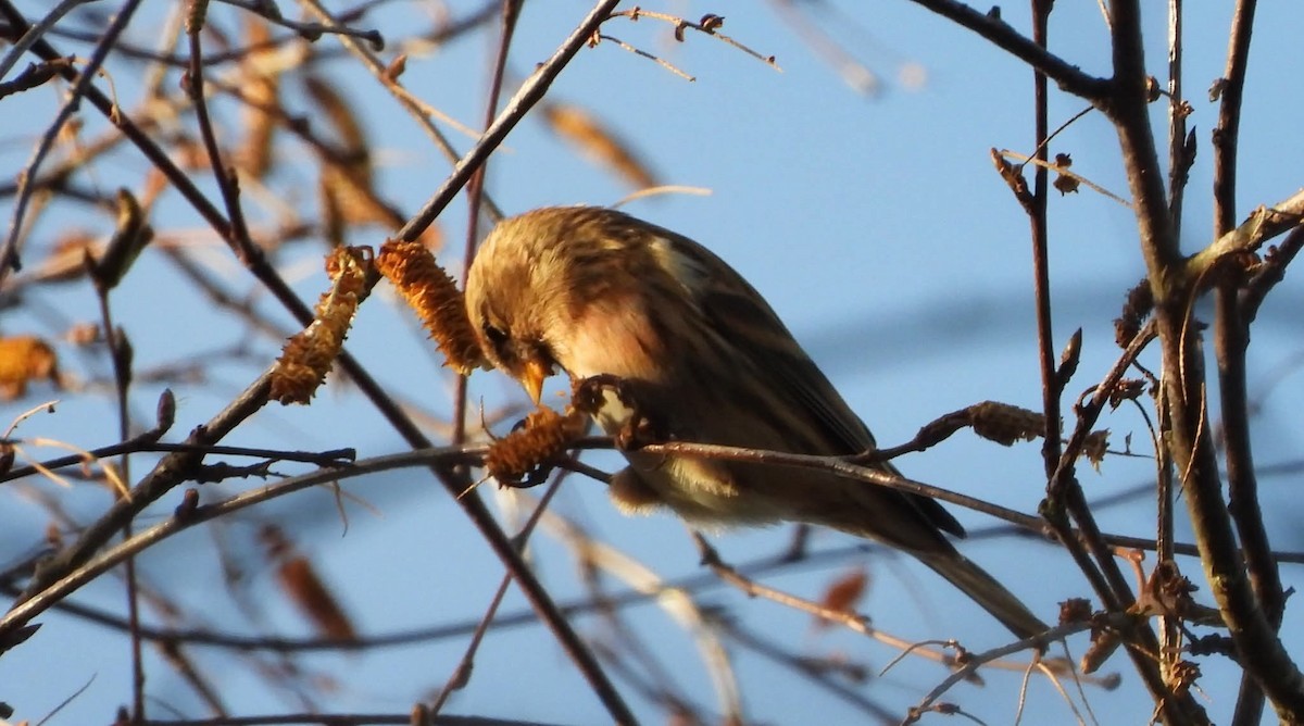 Redpoll - ML646699162