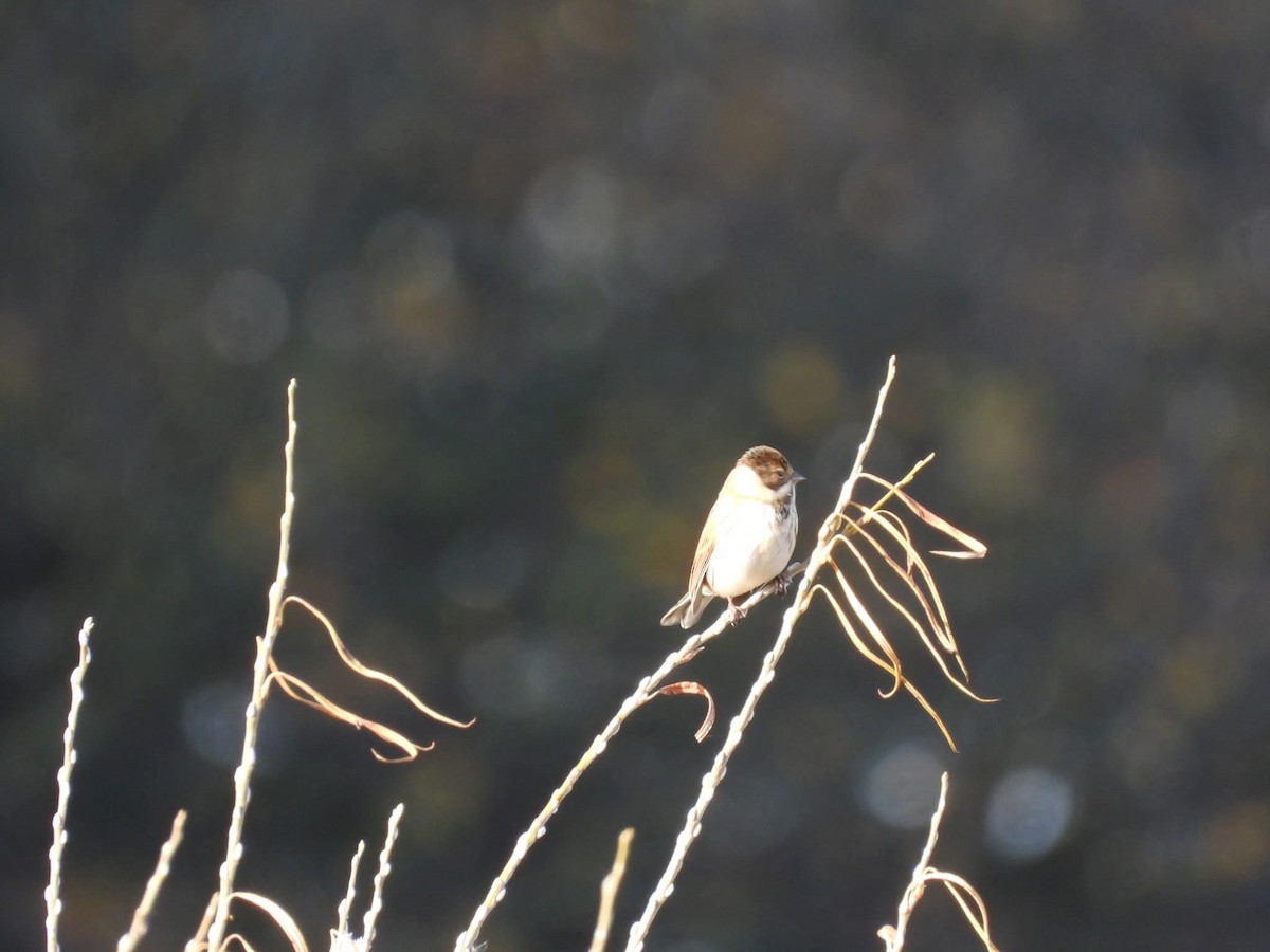 Reed Bunting - ML646699168