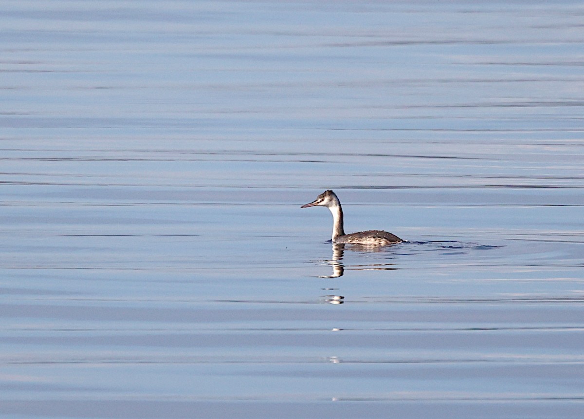 Чомга - ML646699169