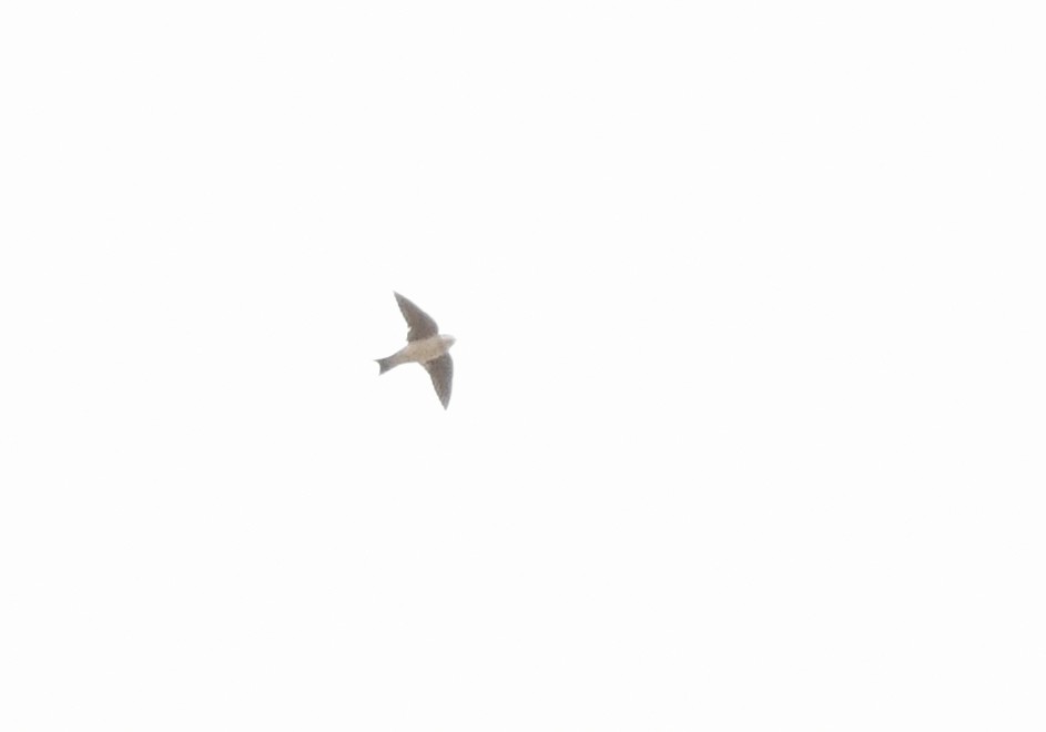 Western House-Martin - ML646699171