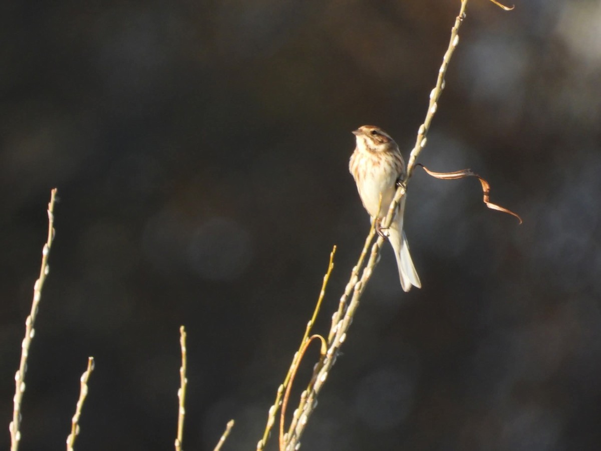 Reed Bunting - ML646699184