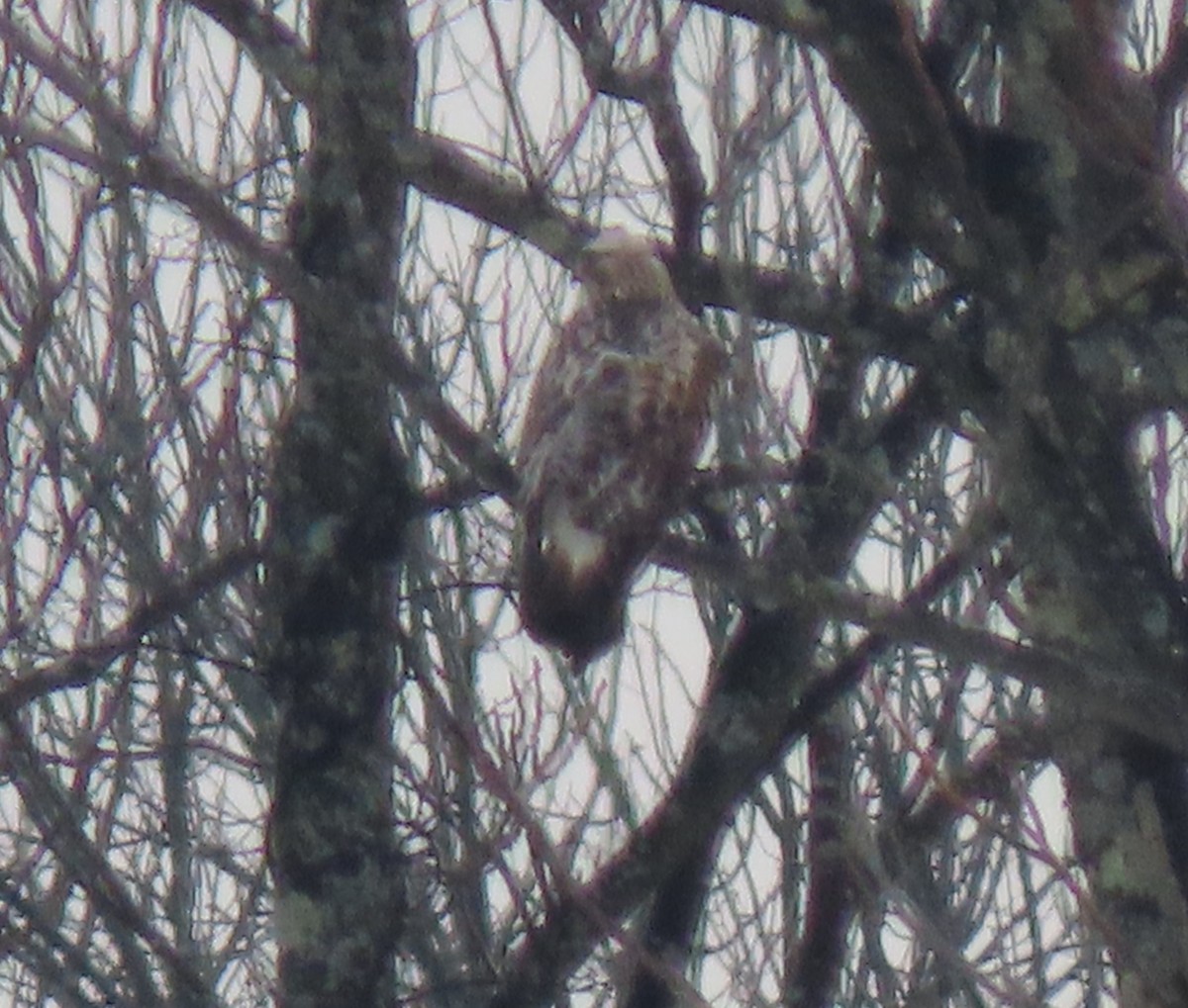 Rough-legged Hawk - ML646699185