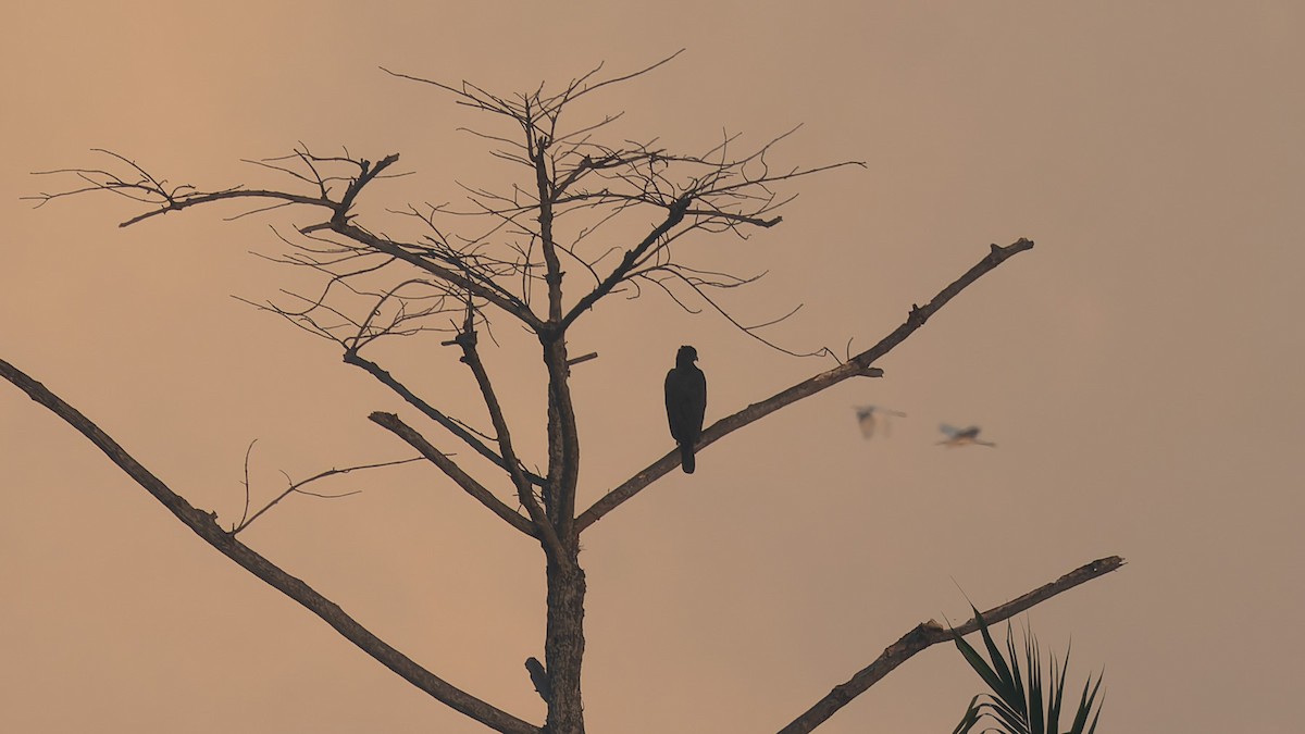 Changeable Hawk-Eagle - ML646699186