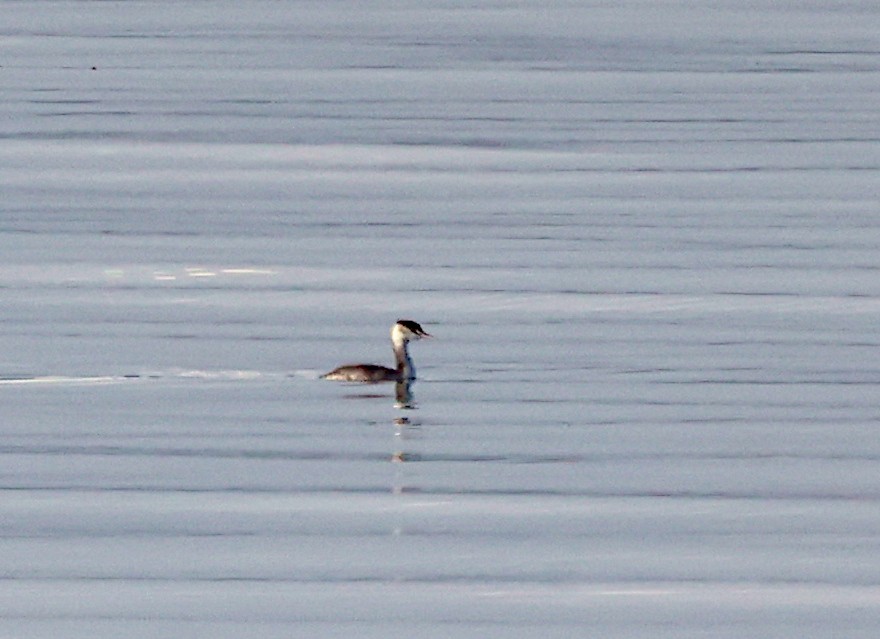 Grèbe à cou noir - ML646699189