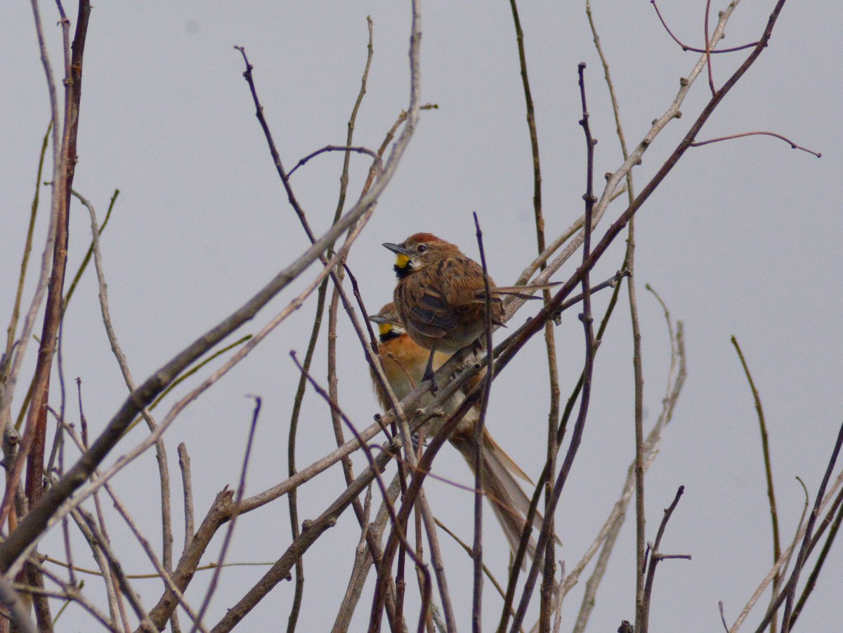 Chotoy Spinetail - ML646699193