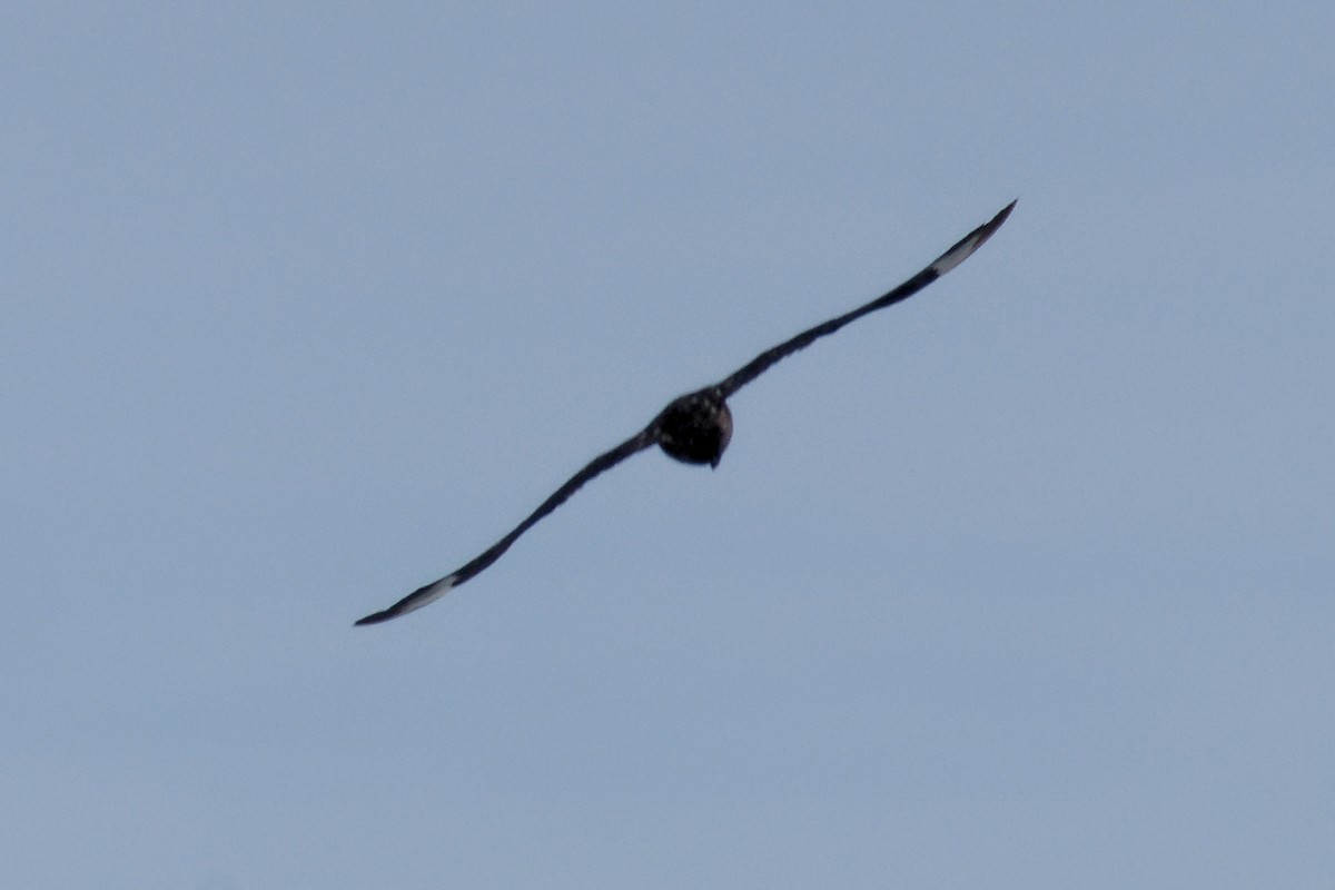 Great Skua - ML646699194