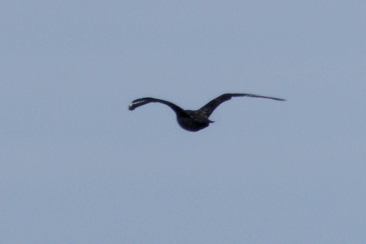Great Skua - ML646699195