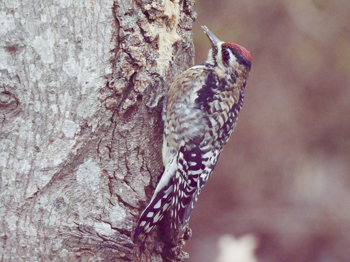 Yellow-bellied Sapsucker - ML646699198