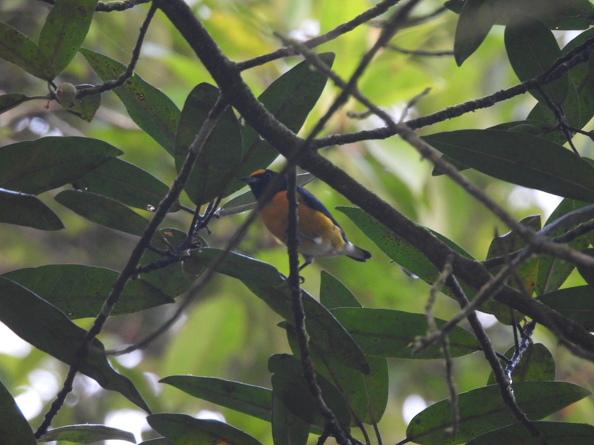 White-vented Euphonia - ML646699201
