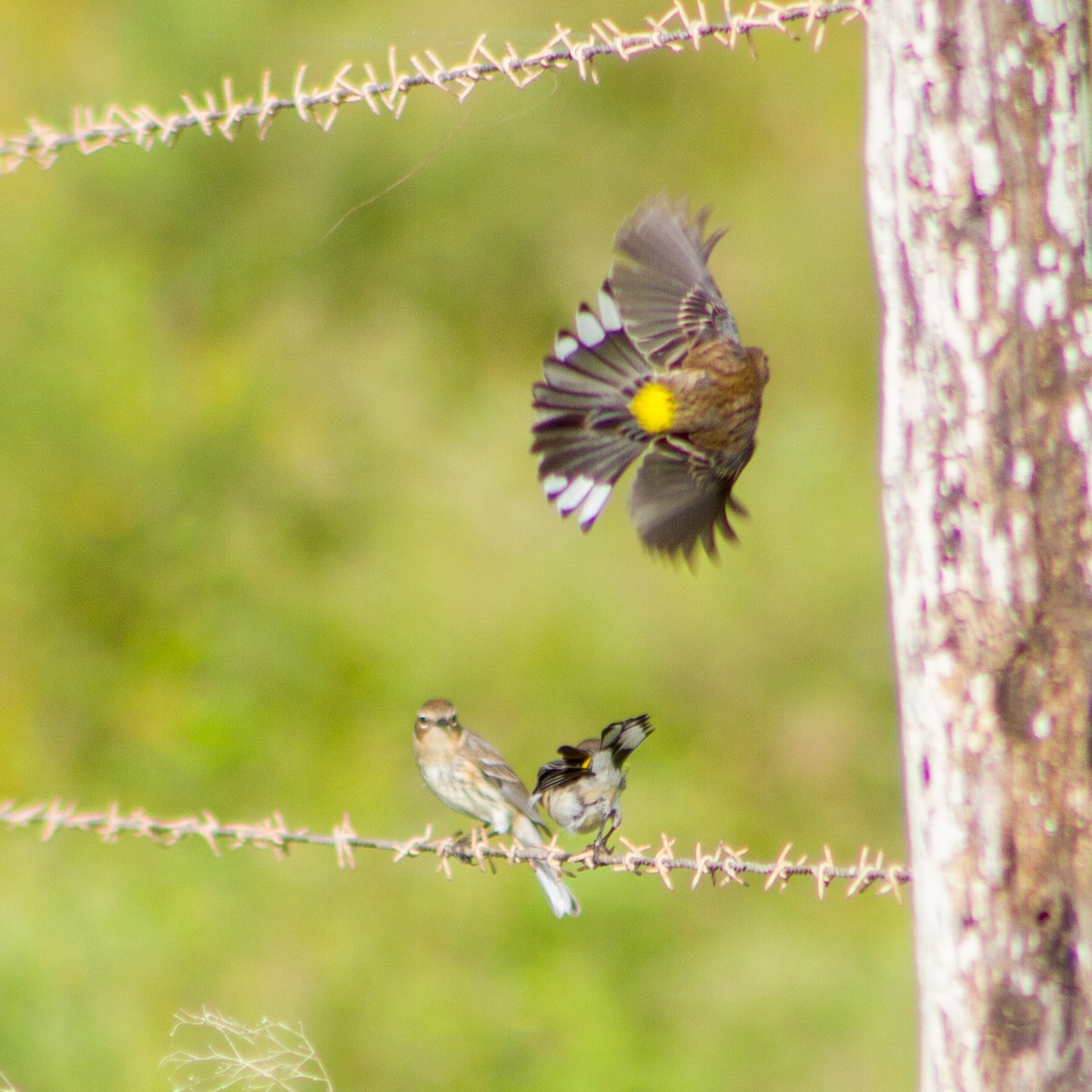 myrteparula - ML646699204