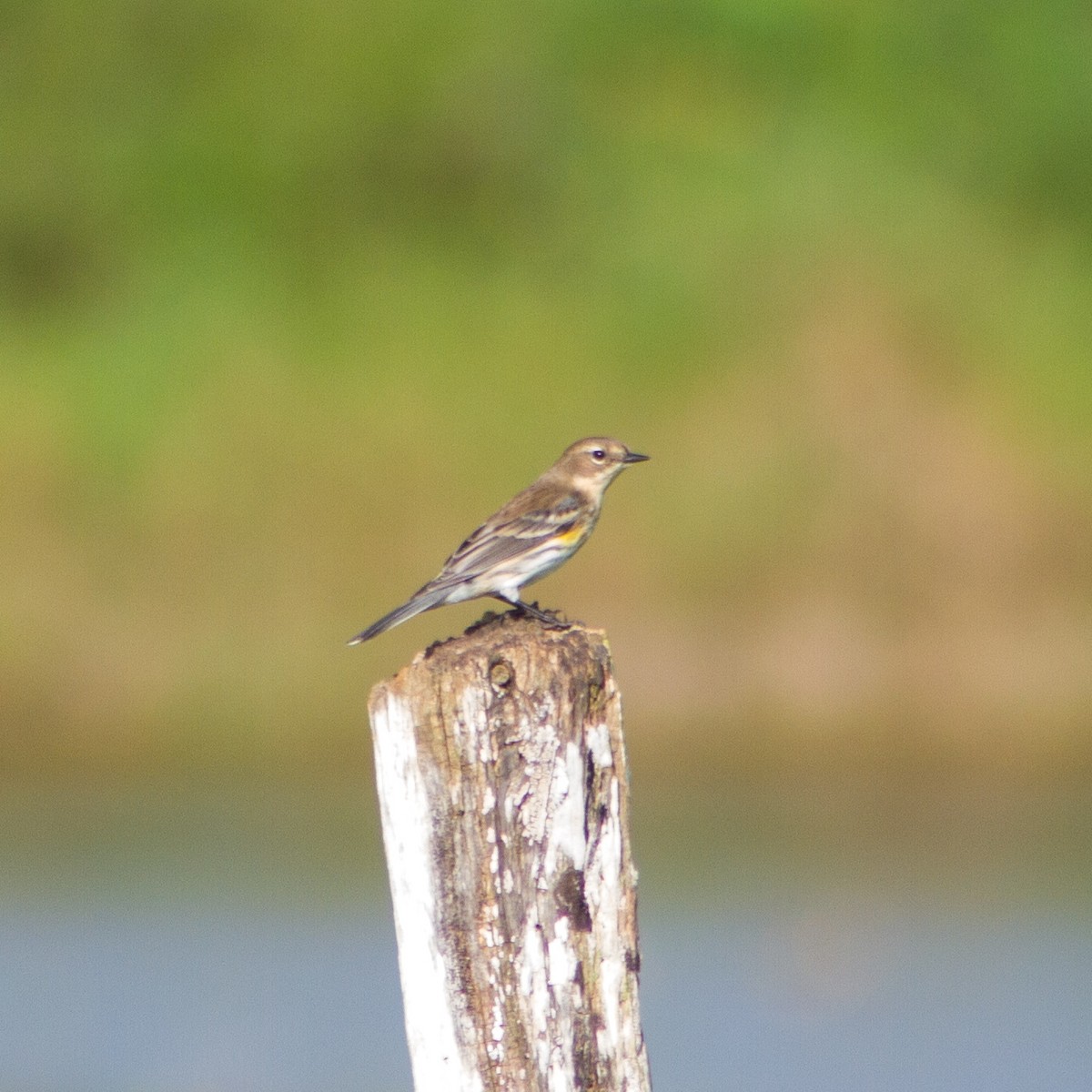 myrteparula - ML646699205