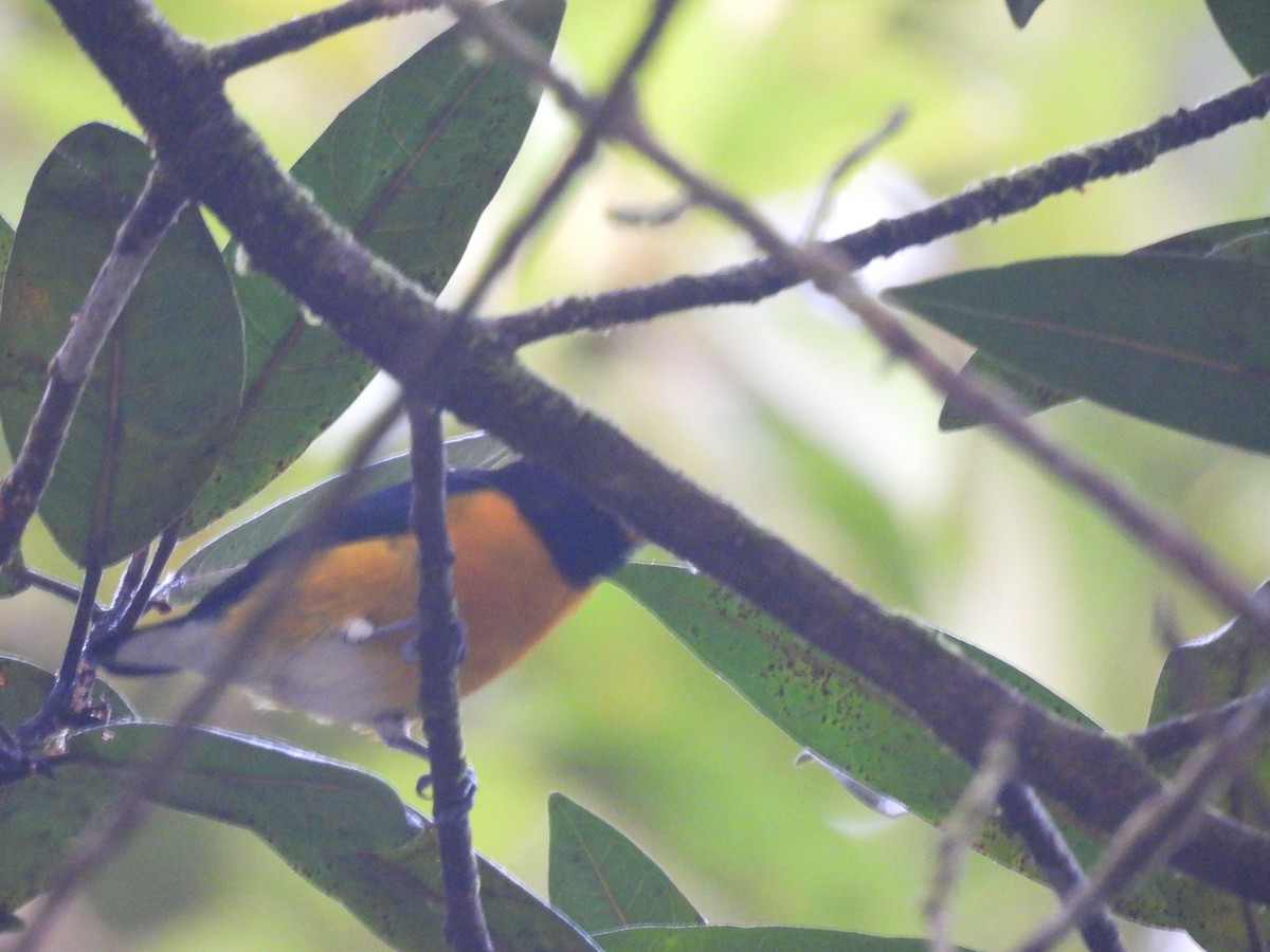 White-vented Euphonia - ML646699210
