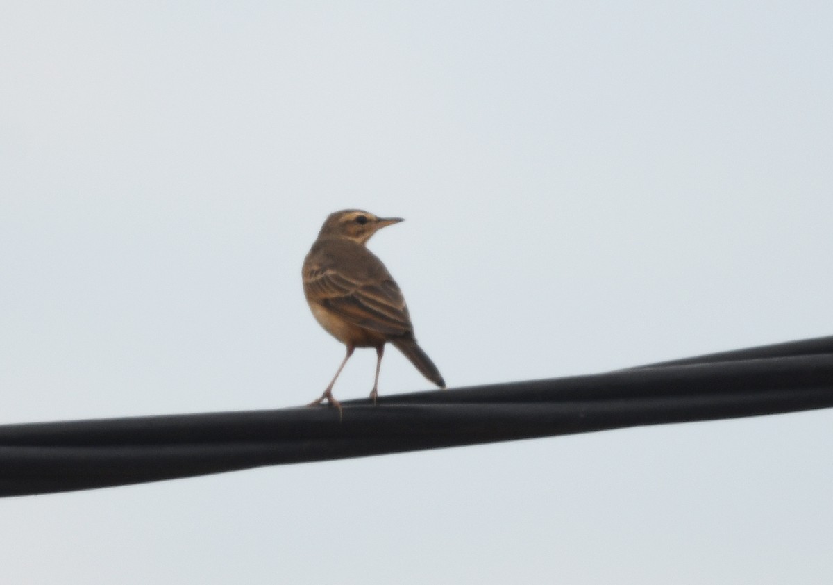 チャイロタヒバリ - ML646699213