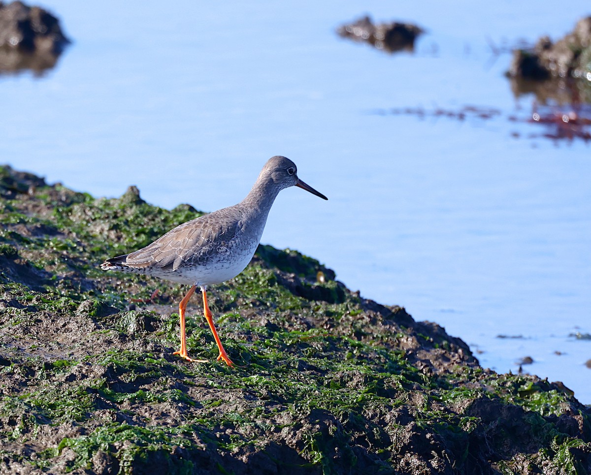 Common Redshank - ML646699214