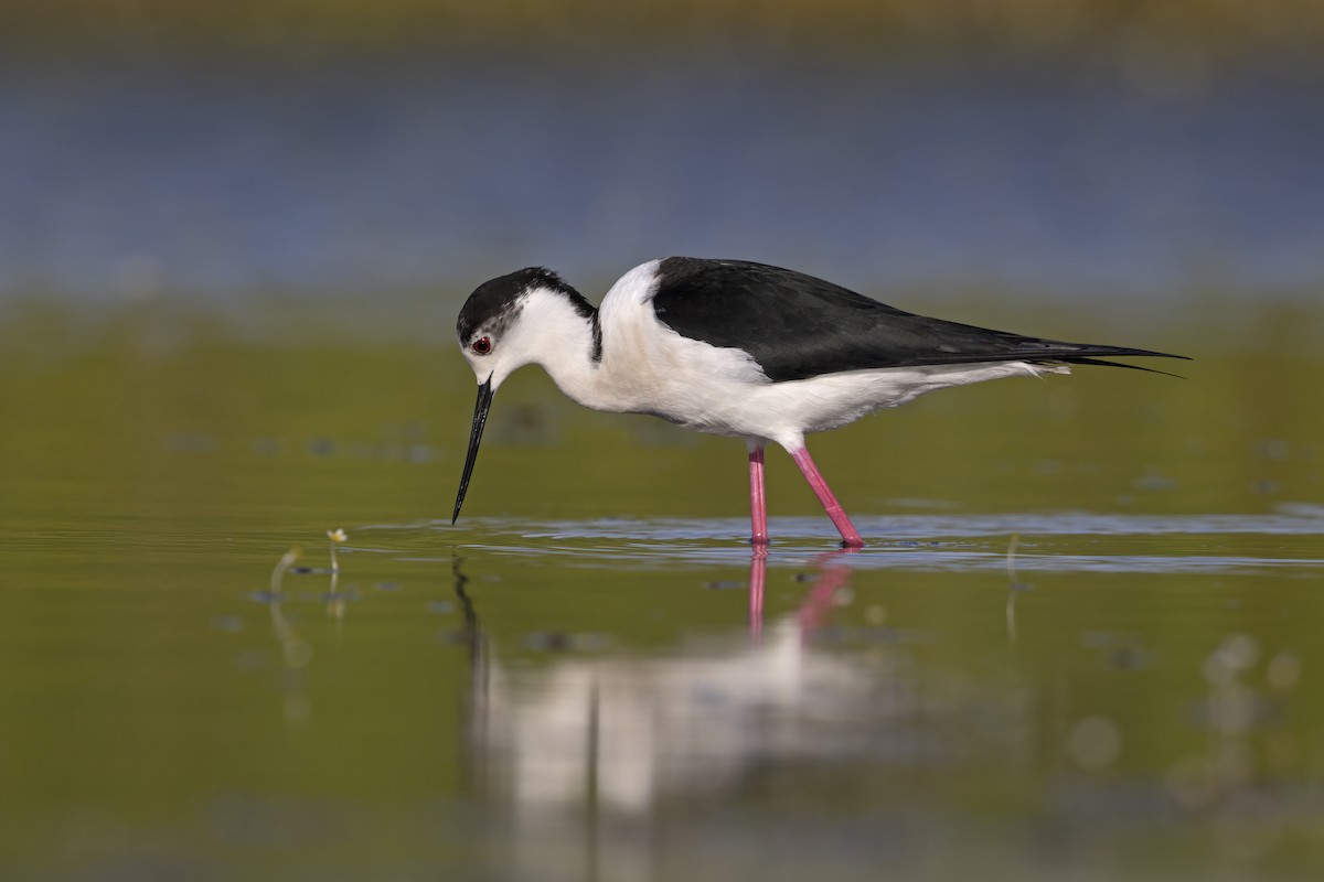 Black-winged Stilt - ML646699216