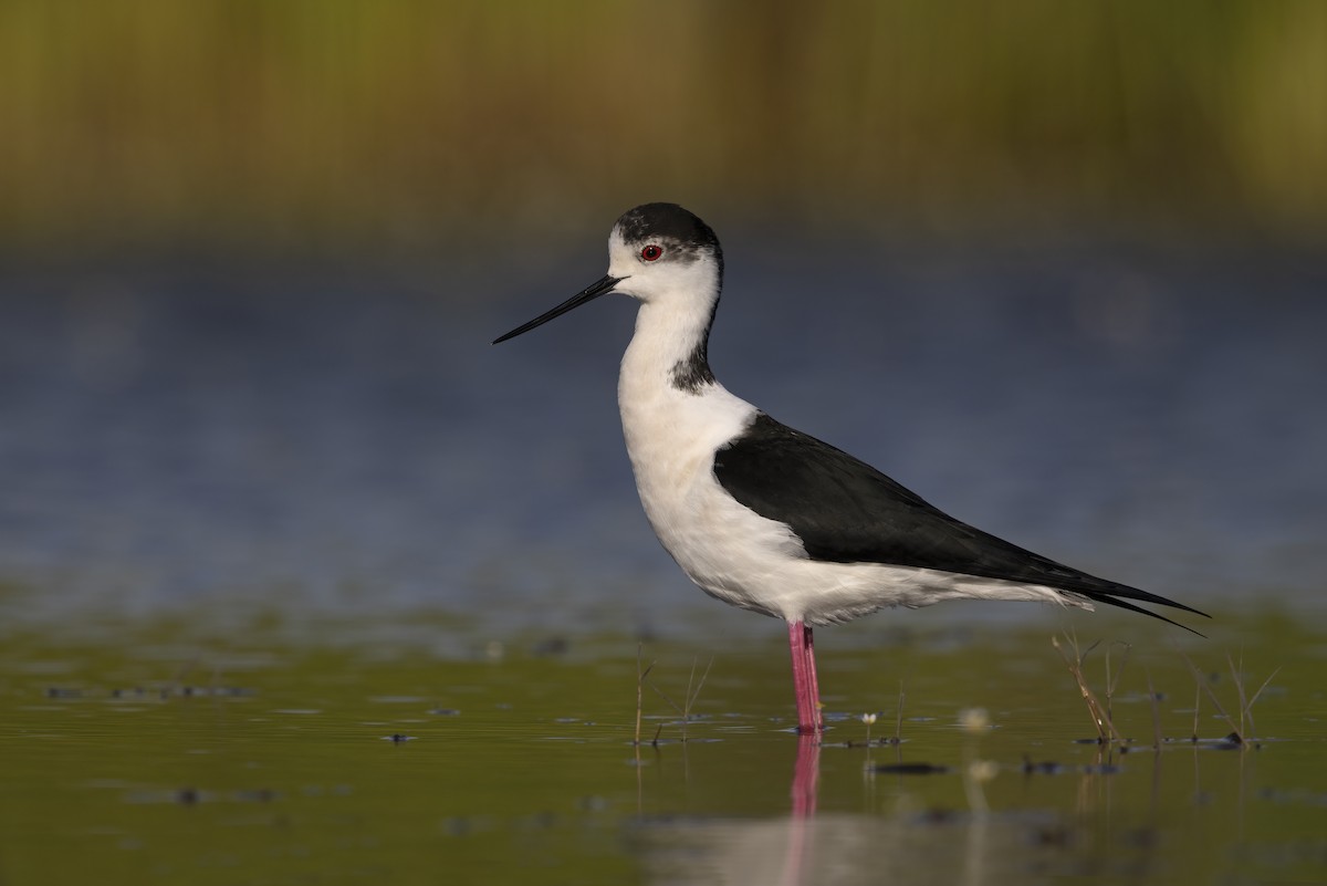 Black-winged Stilt - ML646699217