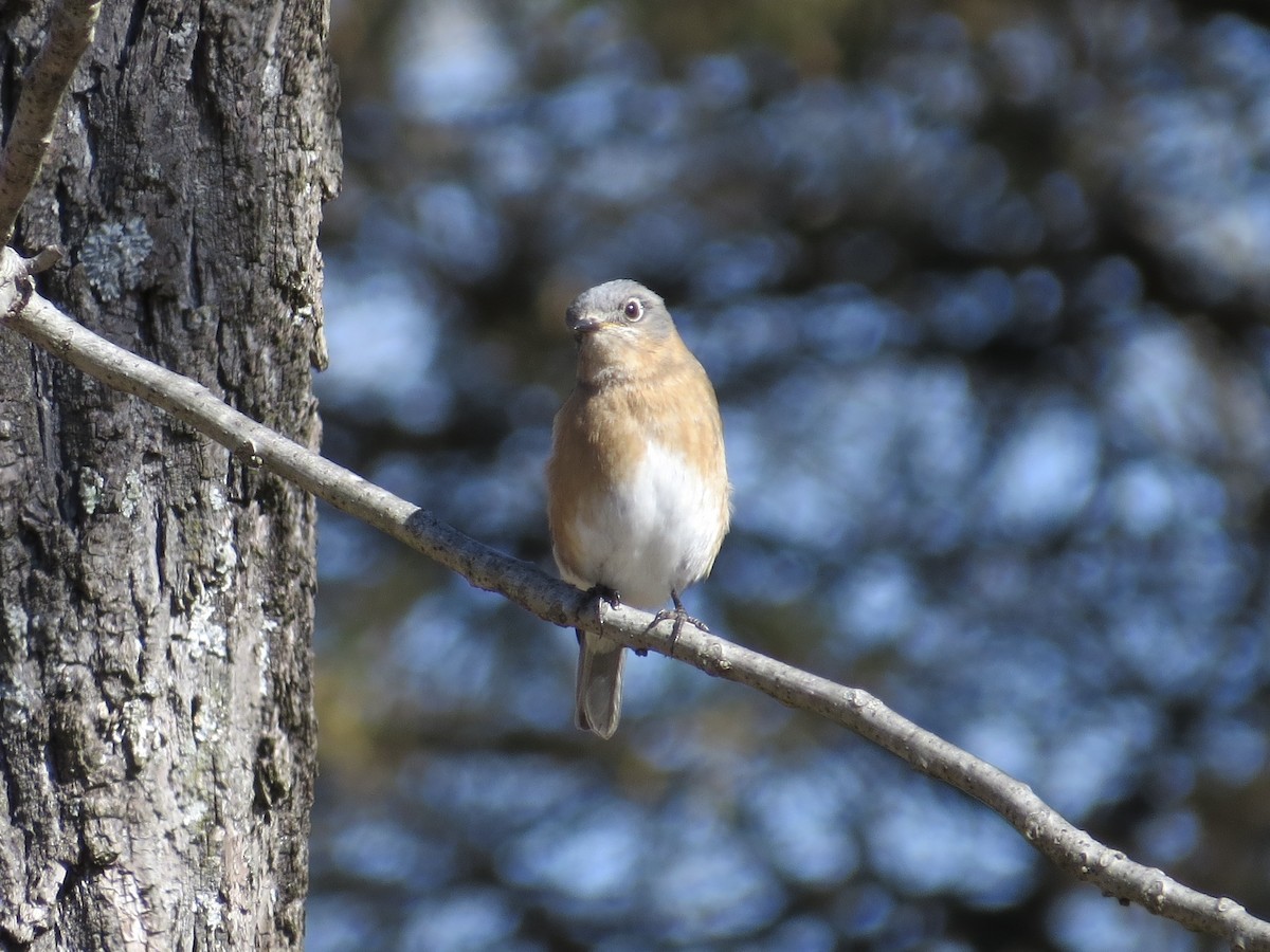 Eastern Bluebird - ML646699219