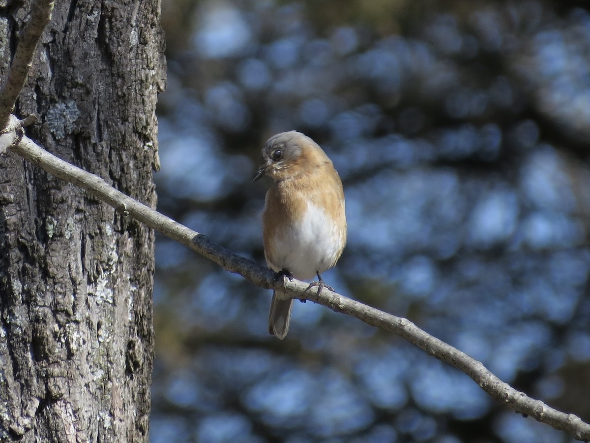Eastern Bluebird - ML646699220