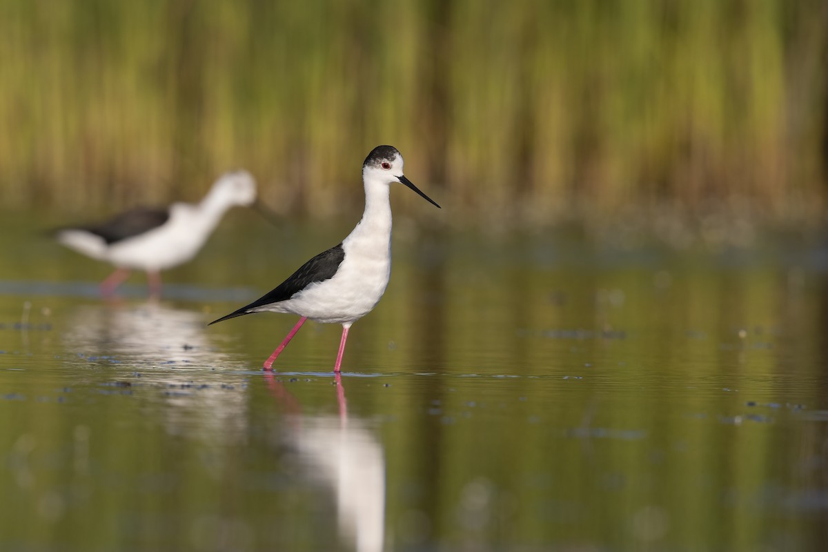 Black-winged Stilt - ML646699221