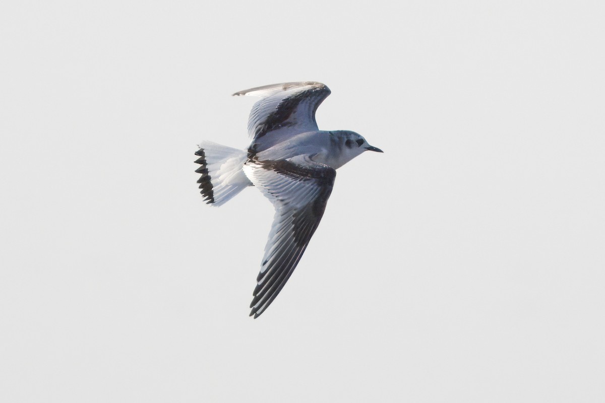 Little Gull - ML646699232