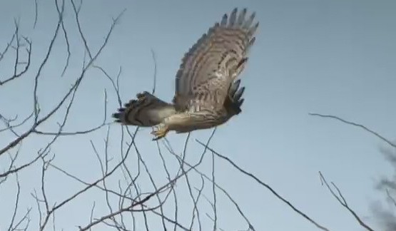 American Goshawk - ML646699233