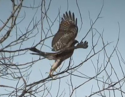 American Goshawk - ML646699234