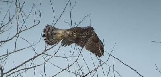 American Goshawk - ML646699235
