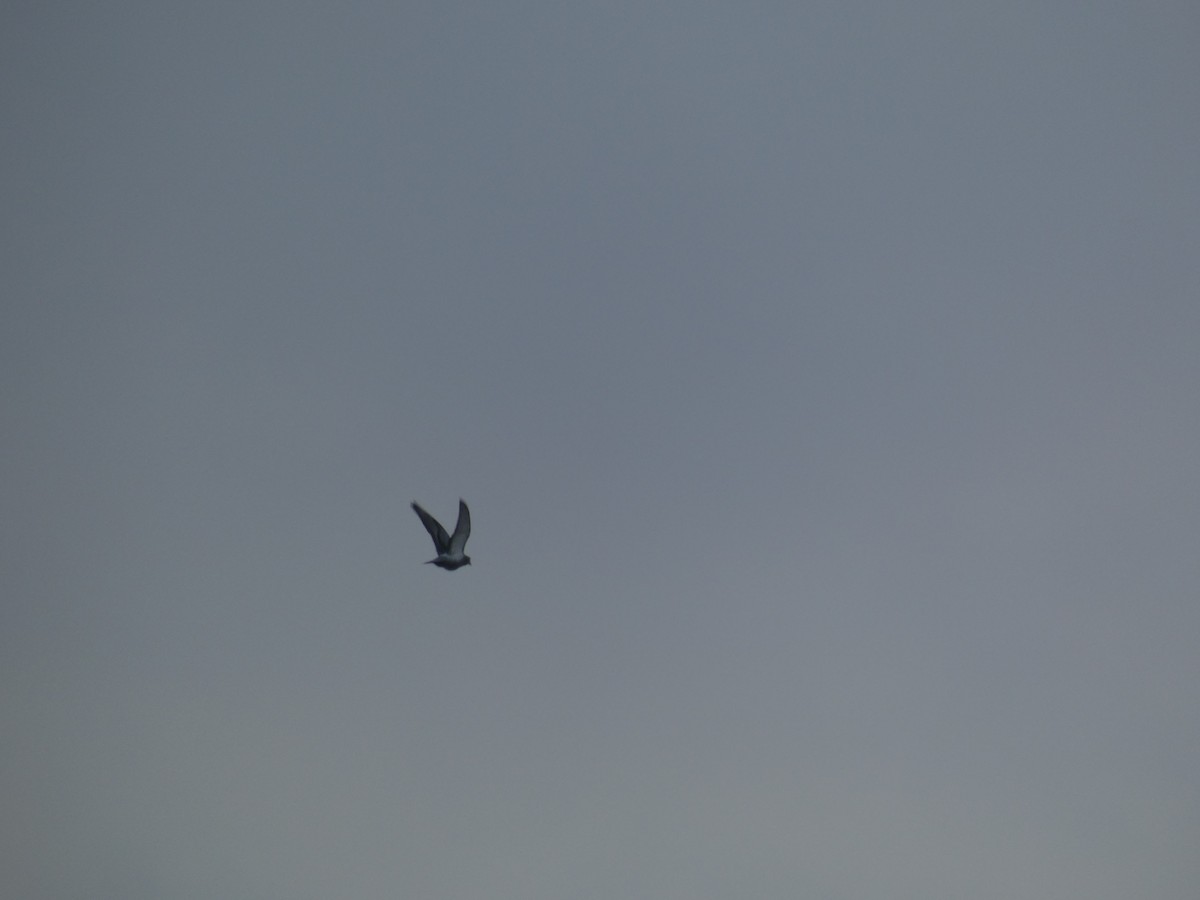 Piccione domestico - ML646699236