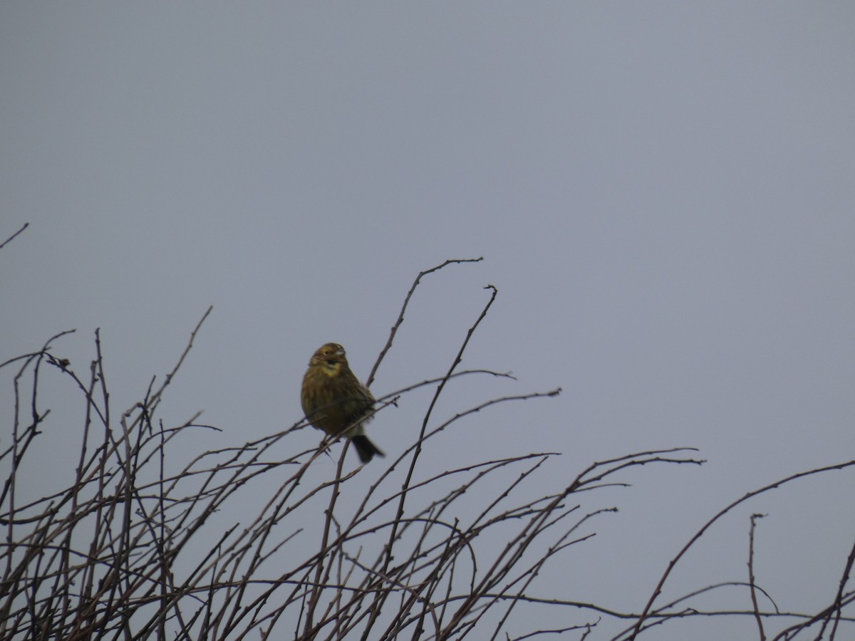 Escribano Cerillo - ML646699237