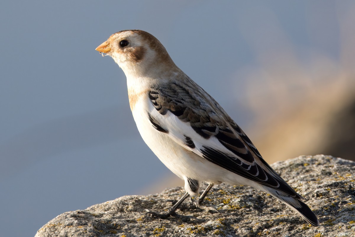 Snow Bunting - ML646699238