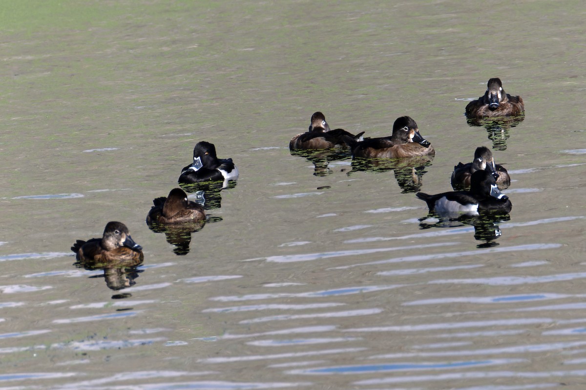 Ring-necked Duck - ML646699239