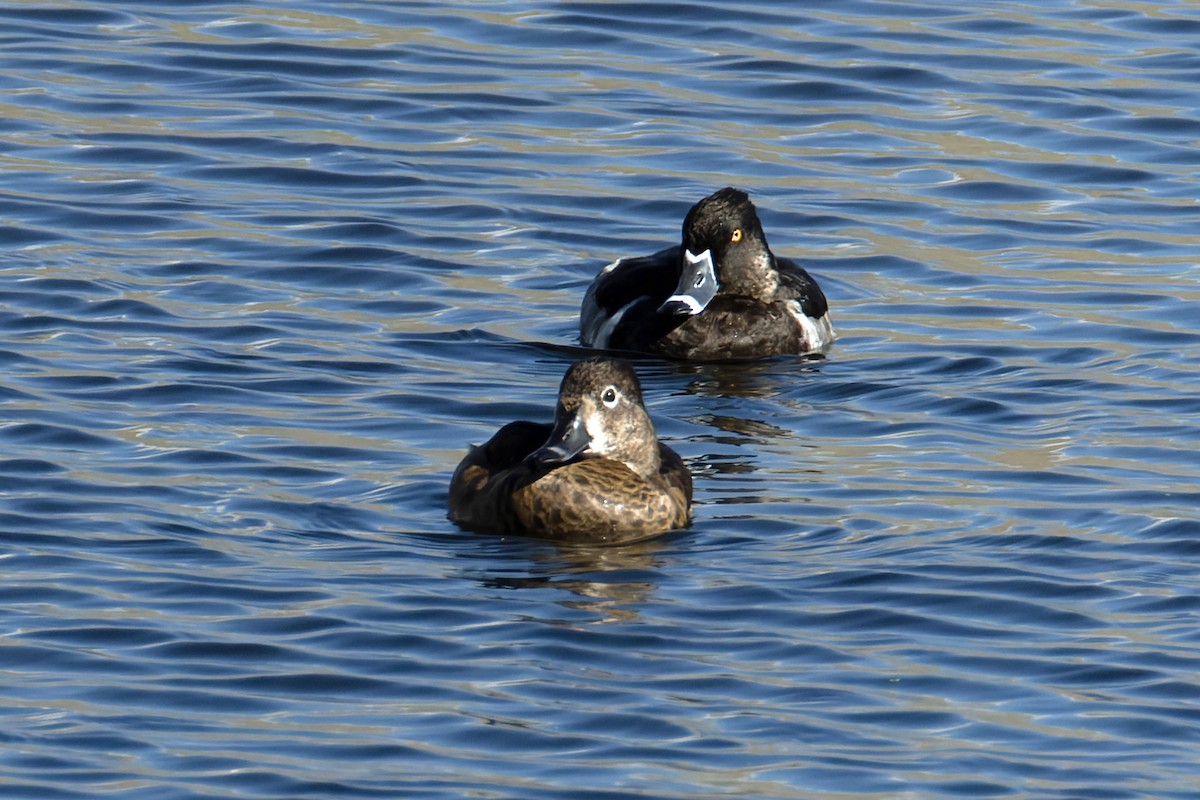 Ring-necked Duck - ML646699240