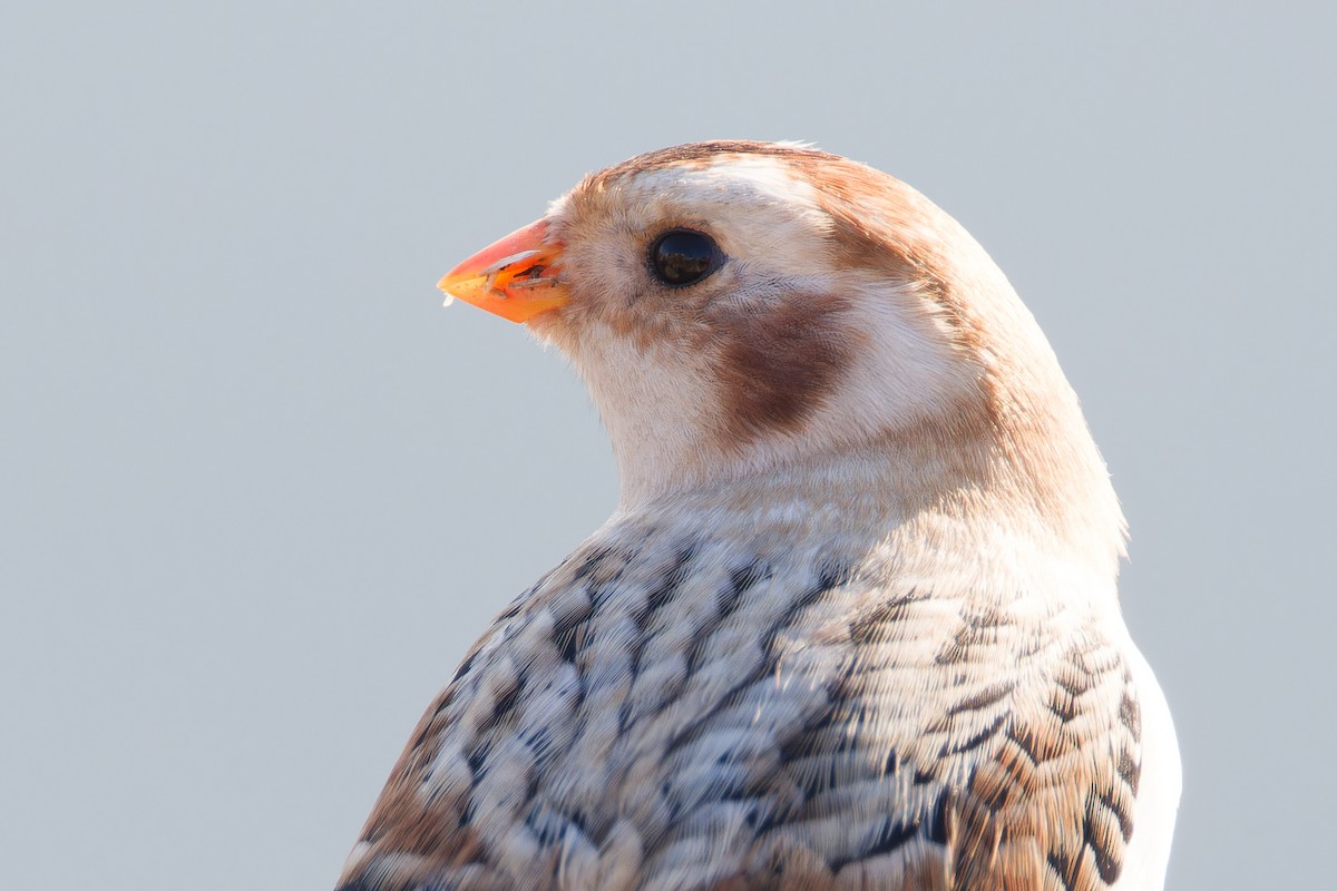 Snow Bunting - ML646699248