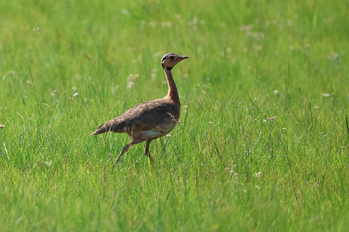 Senegal Toyu - ML646699250