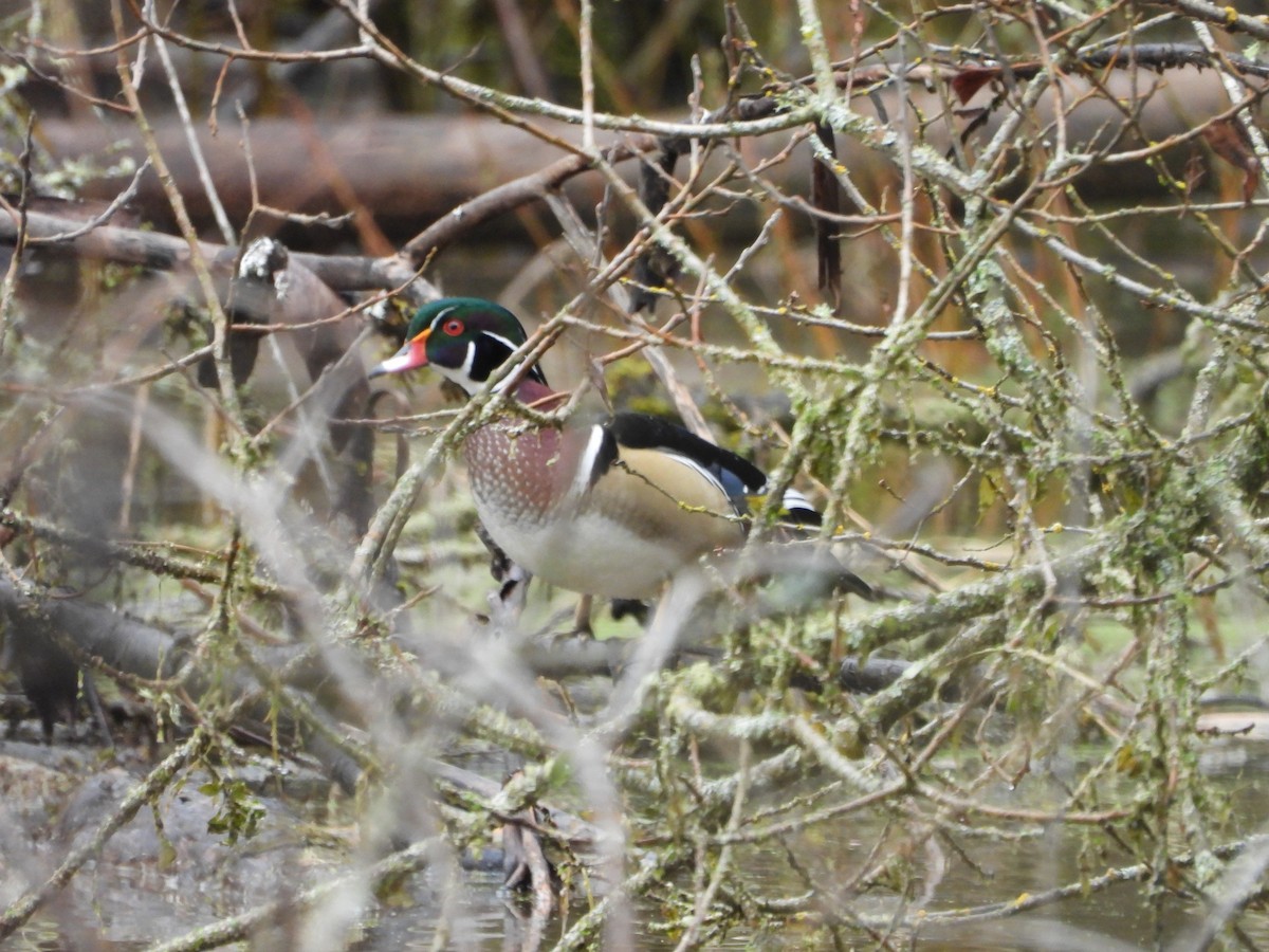 Canard branchu - ML646699251