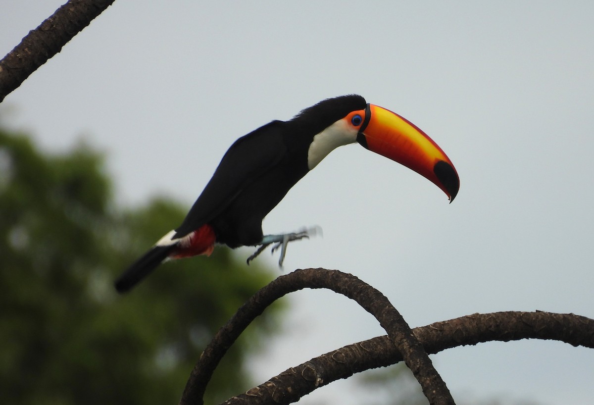 Toco Toucan - ML646699257