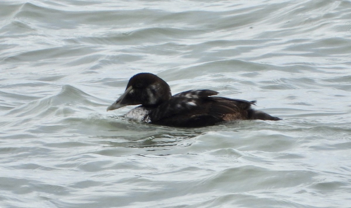 Common Eider - ML646699258