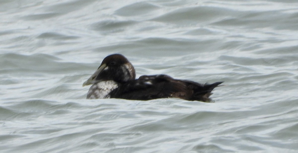 Common Eider - ML646699259