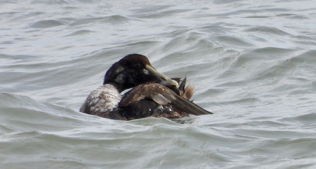 Common Eider - ML646699261