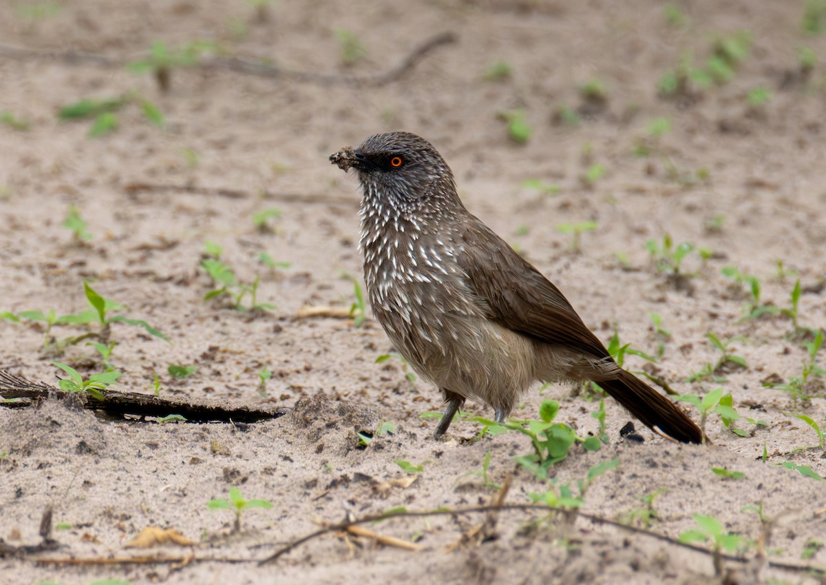 ヤモンヤブチメドリ - ML646699263