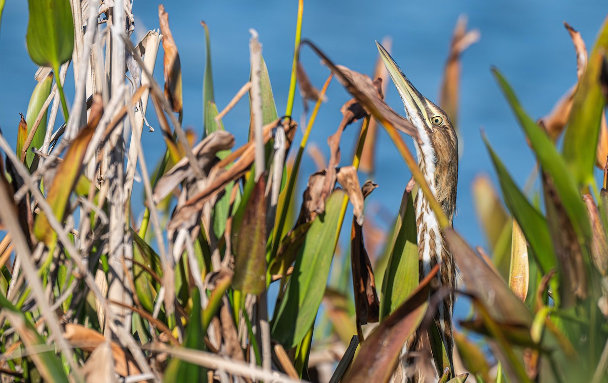 Amerika Balabanı - ML646699264