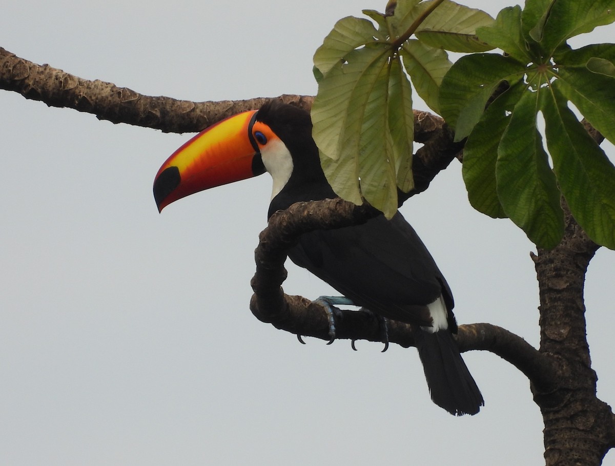 Toco Toucan - ML646699267