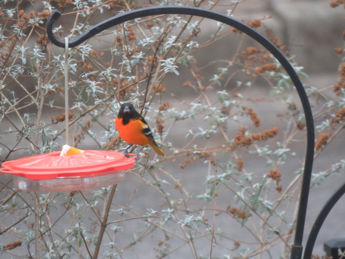 Baltimore Oriole - ML646699269